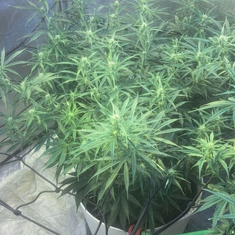 Green #2 growlog timeline photo