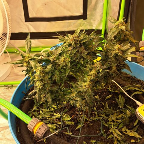Royal Gorilla Automatic (bonsaï style) growlog timeline photo