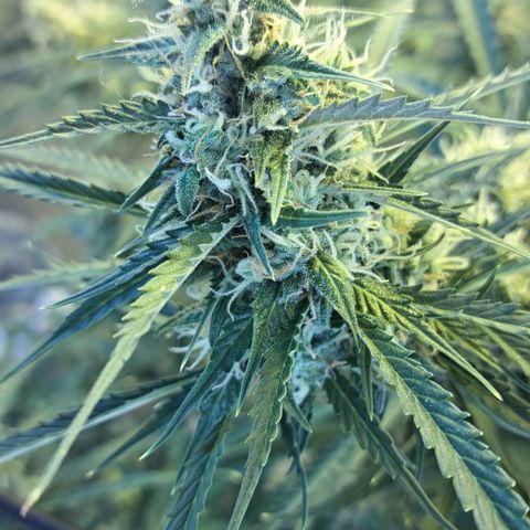 Green #2 growlog timeline photo