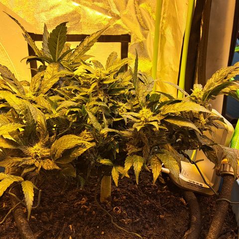Royal Gorilla Automatic (bonsaï style) growlog timeline photo