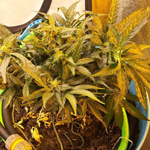 Royal Gorilla Automatic (bonsaï style) growlog timeline photo