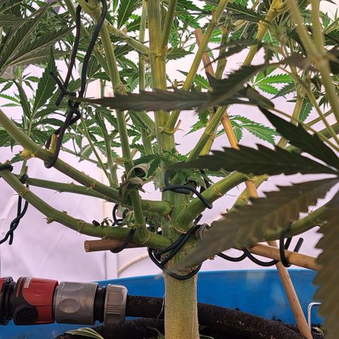 Northern Light Automatic growlog timeline photo