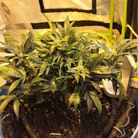 Royal Gorilla Automatic (bonsaï style) growlog timeline photo