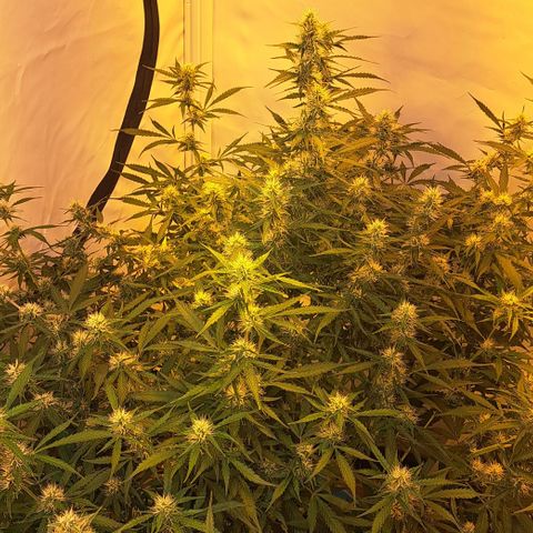 Northern Light Automatic growlog timeline photo