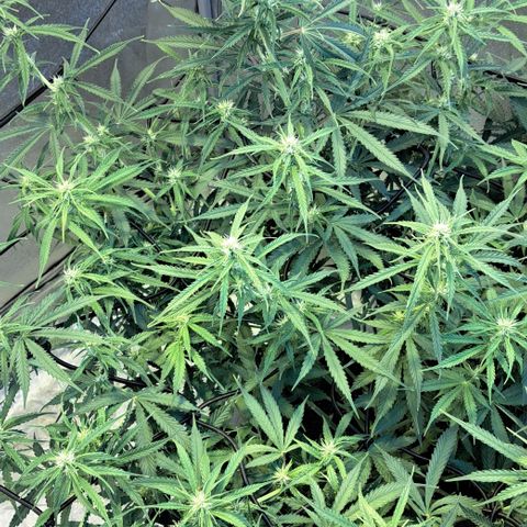 Green #2 growlog timeline photo