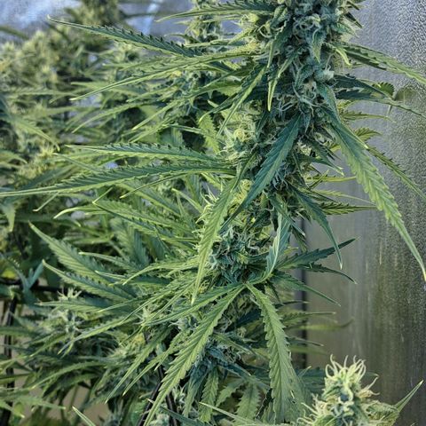 Green #2 growlog timeline photo