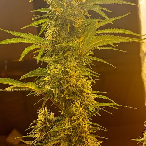 Green Gelato Automatic growlog timeline photo
