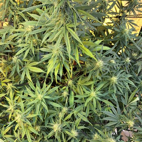 Green Gelato Automatic growlog timeline photo