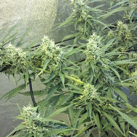 Green Gelato Automatic growlog timeline photo