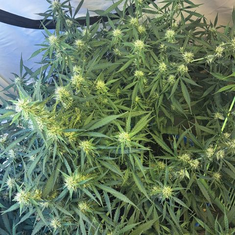 Northern Light Automatic growlog timeline photo