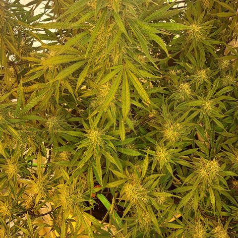Green Gelato Automatic growlog timeline photo