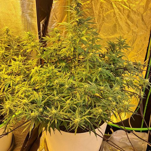 Green Gelato Automatic growlog timeline photo