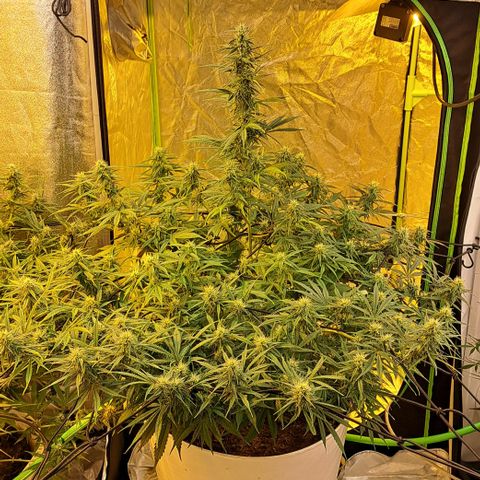 Green Gelato Automatic growlog timeline photo