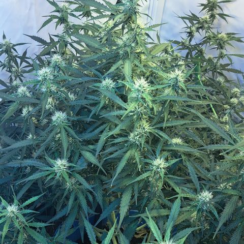 Northern Light Automatic growlog timeline photo