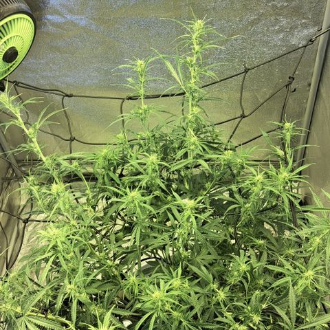 Green #2 growlog timeline photo