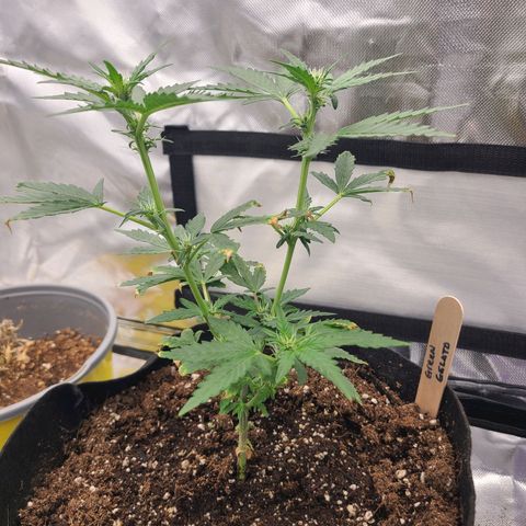 Green Gelato growlog timeline photo