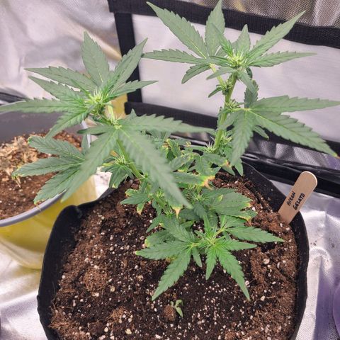 Green Gelato growlog timeline photo