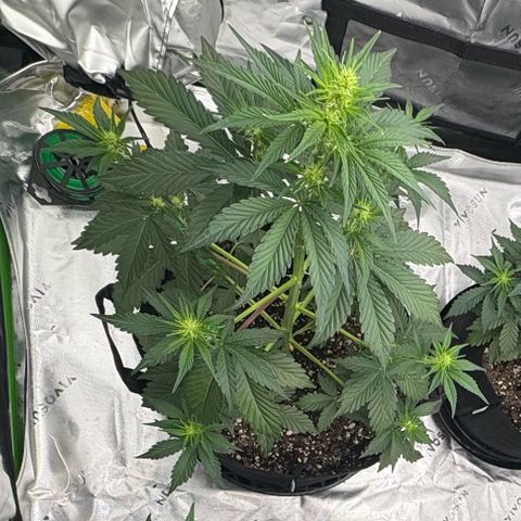 Blue Dream Auto growlog timeline photo