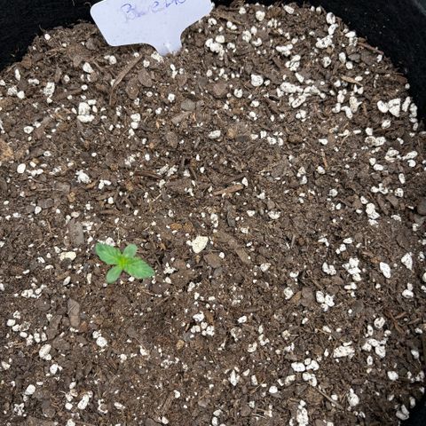 Blue Dream Auto growlog timeline photo