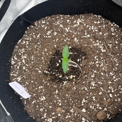 Blue Dream Auto growlog timeline photo