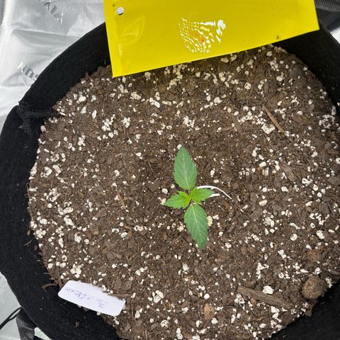 Blue Dream Auto growlog timeline photo
