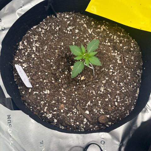 Blue Dream Auto growlog timeline photo
