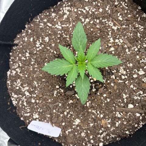 Blue Dream Auto growlog timeline photo