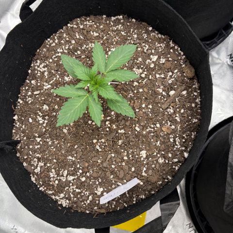 Blue Dream Auto growlog timeline photo