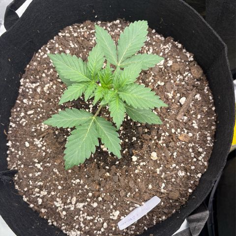 Blue Dream Auto growlog timeline photo