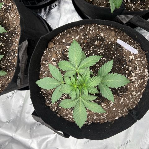 Blue Dream Auto growlog timeline photo