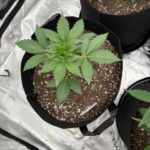 Blue Dream Auto growlog timeline photo