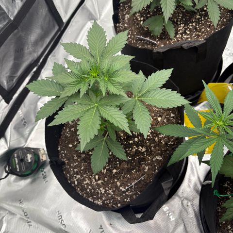 Blue Dream Auto growlog timeline photo