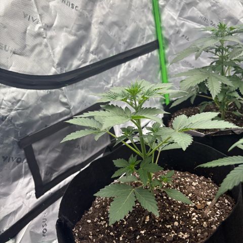 Blue Dream Auto growlog timeline photo