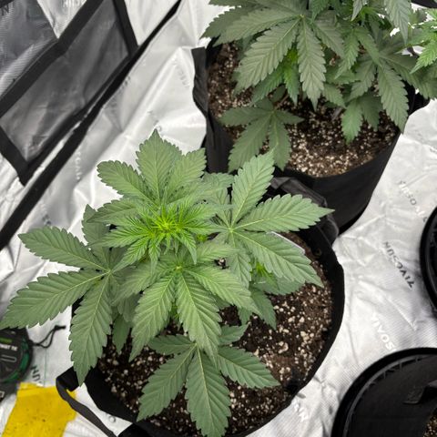 Blue Dream Auto growlog timeline photo