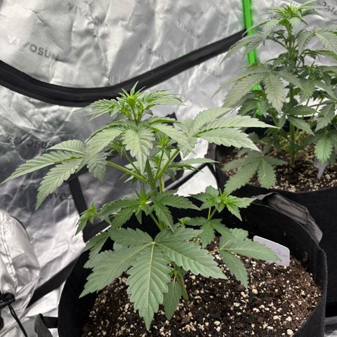 Blue Dream Auto growlog timeline photo
