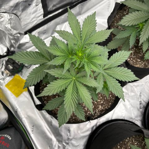 Blue Dream Auto growlog timeline photo