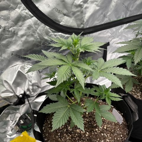 Blue Dream Auto growlog timeline photo