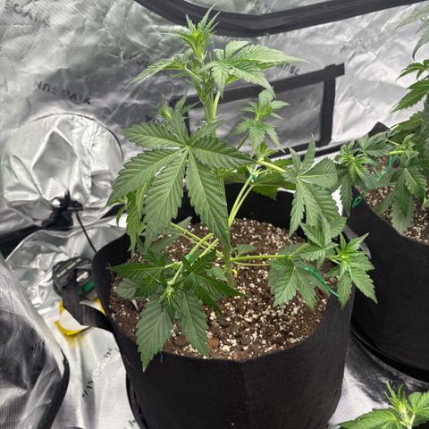 Blue Dream Auto growlog timeline photo