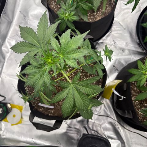Blue Dream Auto growlog timeline photo