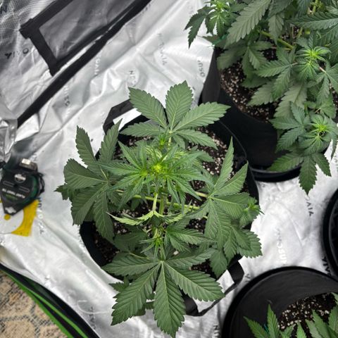 Blue Dream Auto growlog timeline photo