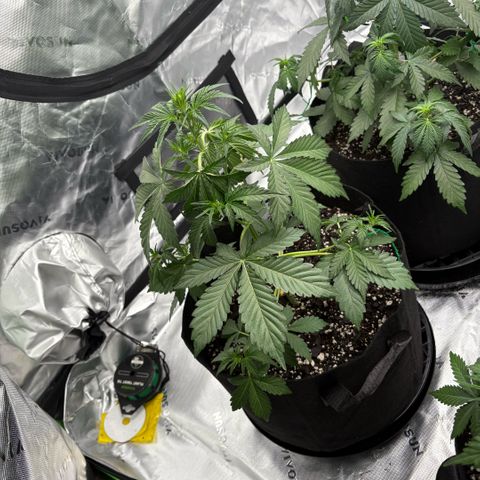 Blue Dream Auto growlog timeline photo