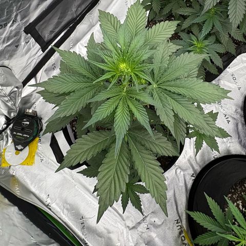 Blue Dream Auto growlog timeline photo
