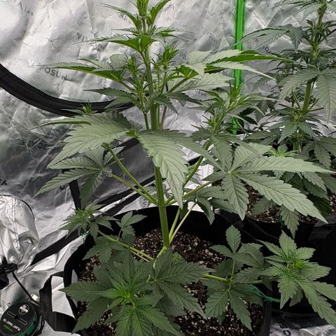 Blue Dream Auto growlog timeline photo