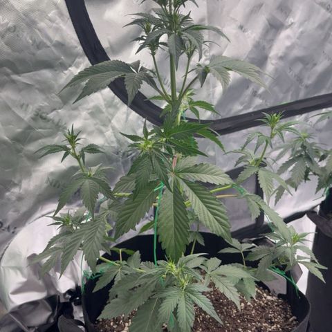 Blue Dream Auto growlog timeline photo
