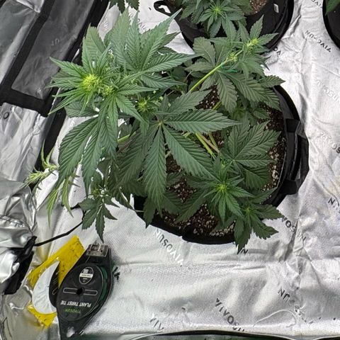 Blue Dream Auto growlog timeline photo