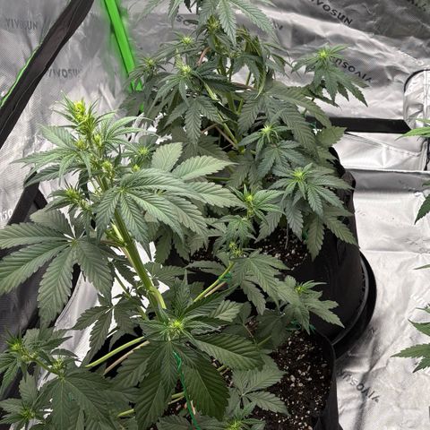 Blue Dream Auto growlog timeline photo