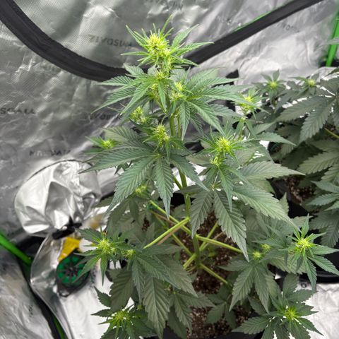 Blue Dream Auto growlog timeline photo
