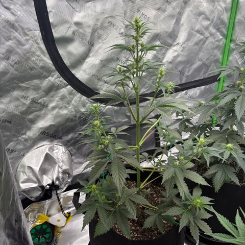Blue Dream Auto growlog timeline photo