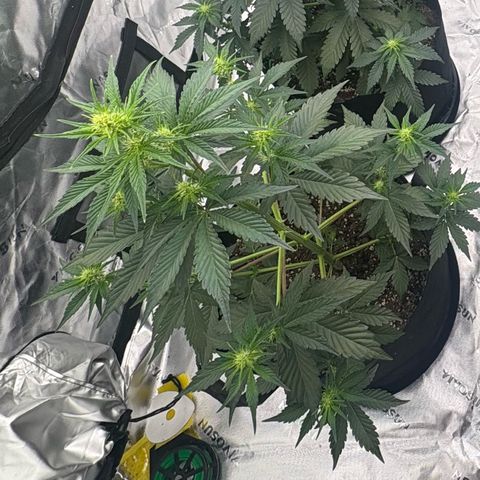 Blue Dream Auto growlog timeline photo