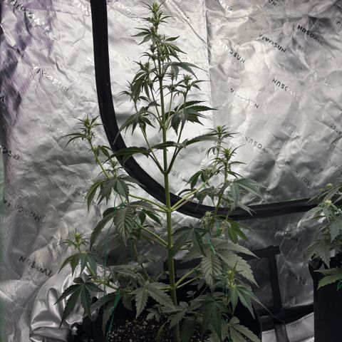 Blue Dream Auto growlog timeline photo
